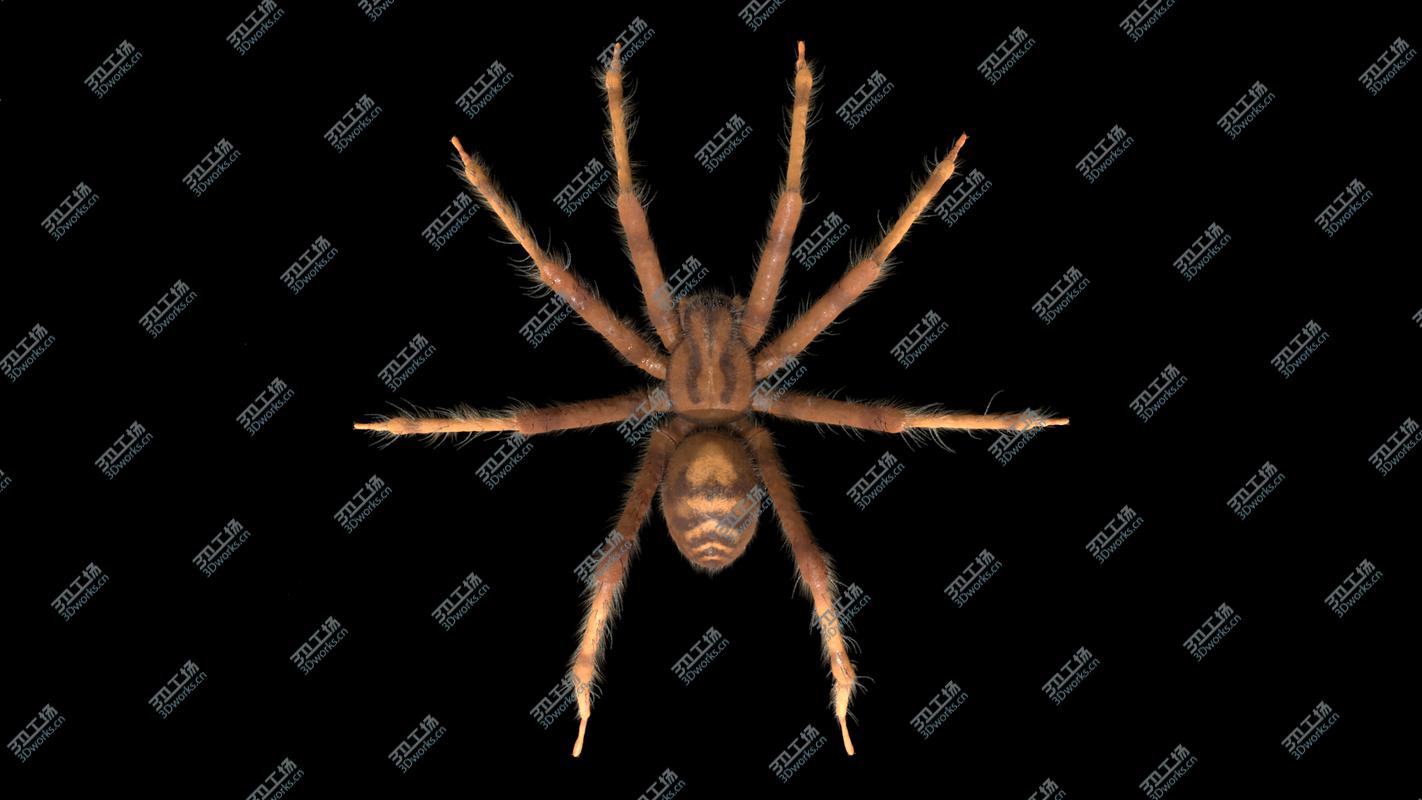 images/goods_img/202104023/Tegenaria Domestica 3D model/5.jpg